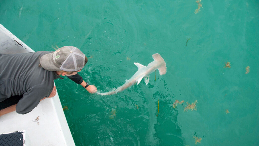 onderzoeker laat een grote hamerhaai los in de oceaan