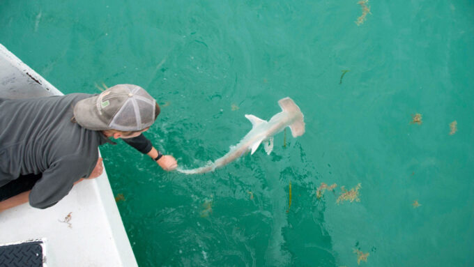 researcher releasing a great hammerhead shark into the ocean