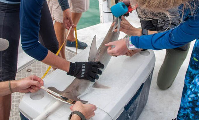 researchers measuring a baby hammerhead shark on top of a cooler