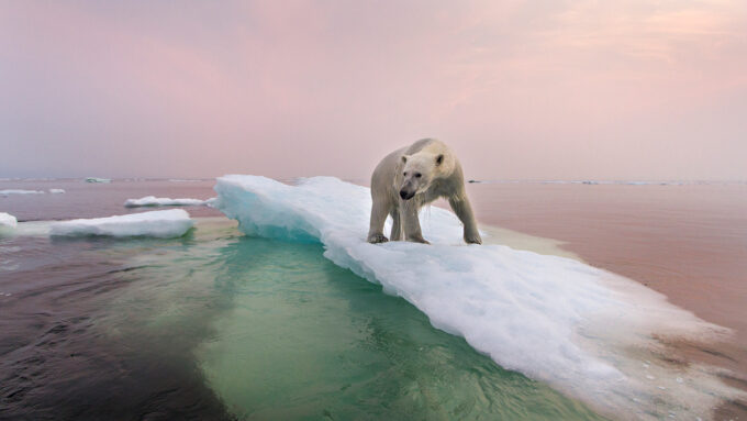 polar bear