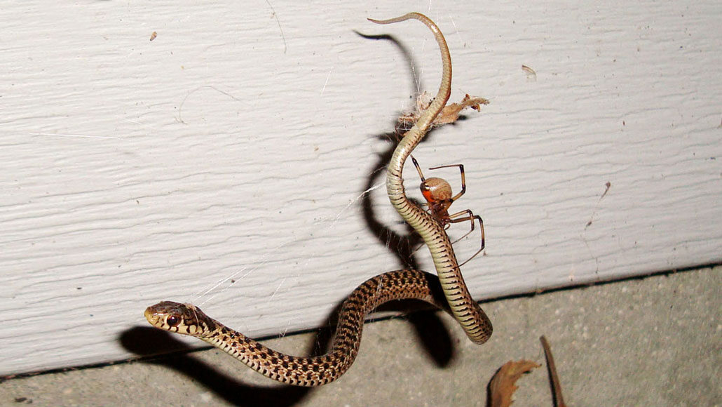 australian snake eating spider