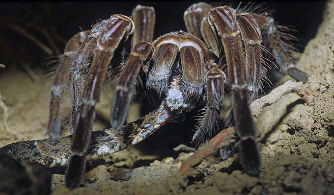 Goliath birdeater tarantula, standing in dirt, feeds on a common lancehead snake