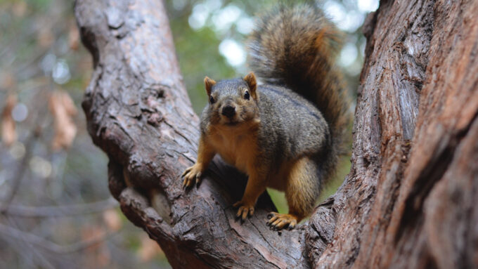 a fox squirrel in a tree