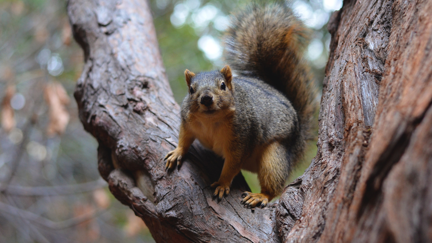 Squirrels use parkour tricks when leaping from branch to branch Squirrels use parkour tricks when leaping from branch to branch