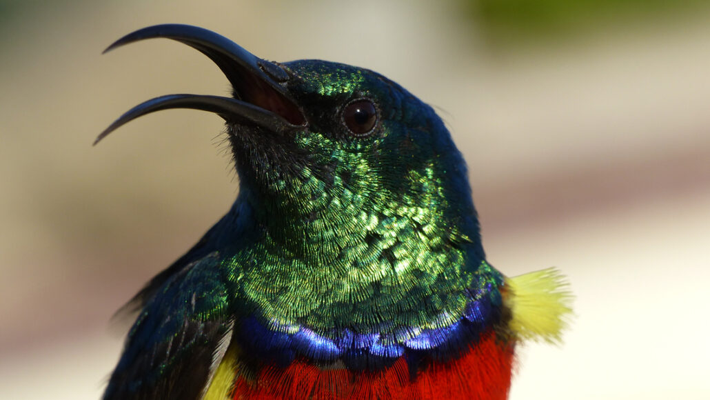 mannelijke grotere zonnevogel met dubbele kraag