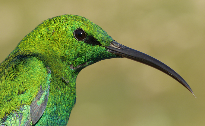 malachiet zonnevogel