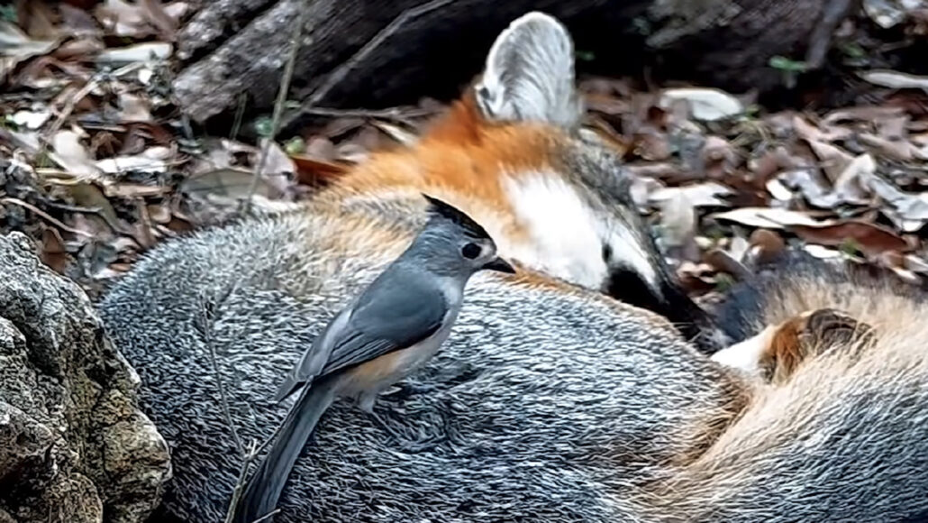 Scientists have a new word for birds stealing animal hair