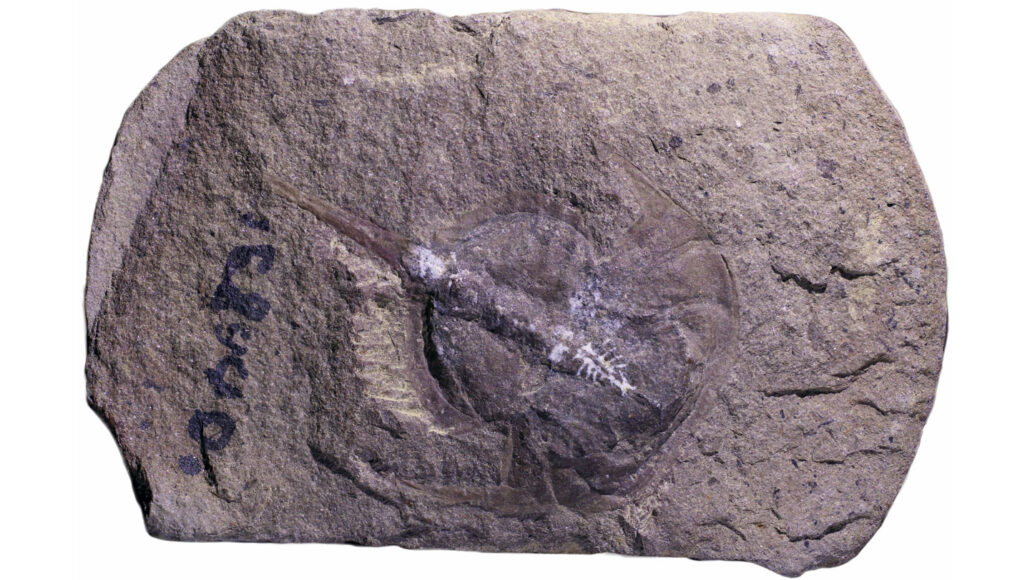 a fossil of an ancient horseshoe crab in brownish rock, with white marks showing the fossilized brain