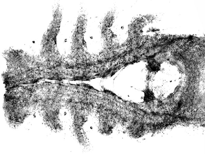 a laser scan of a horseshoe crab's brain