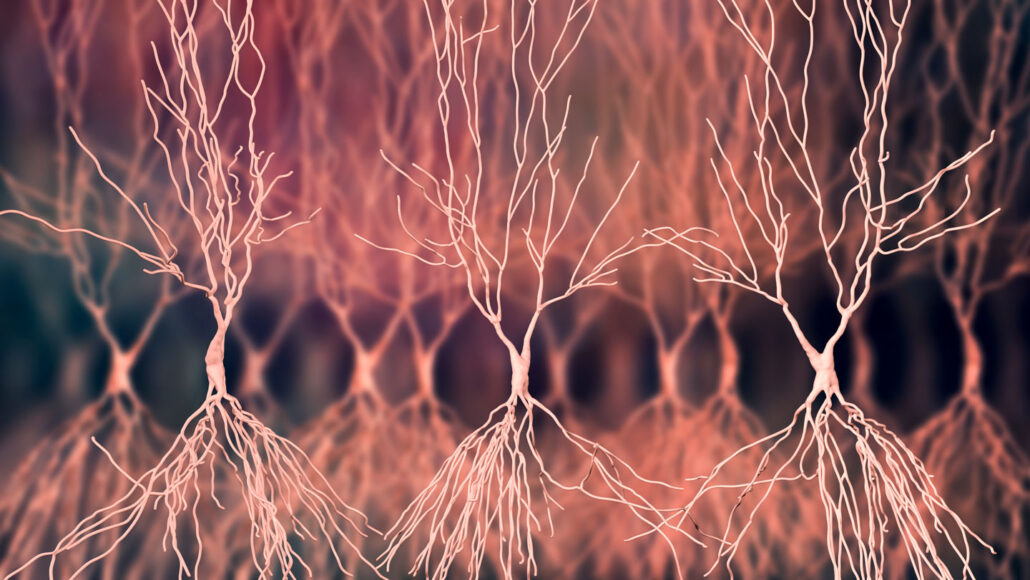 illustration of nerve cells in the hippocampus