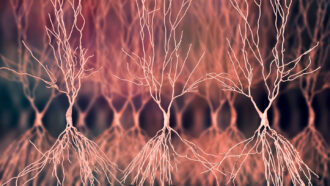 illustration of nerve cells in the hippocampus