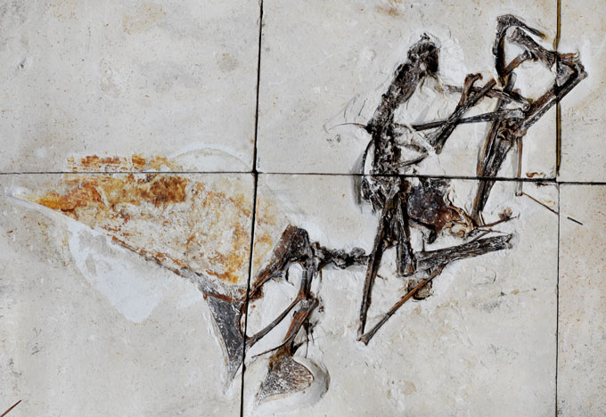 Tupandactylus navigans fossil