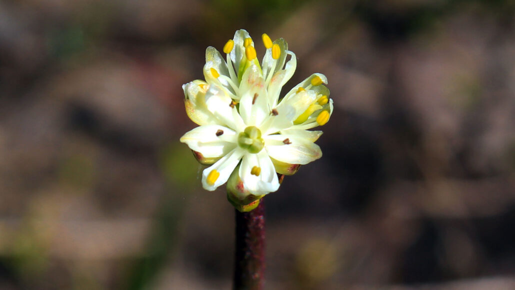 een gele en witte Triantha occidentalis bloem