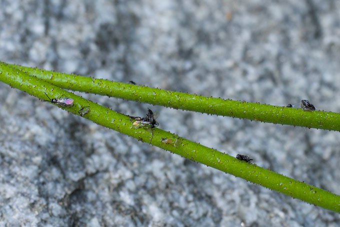 insecten kleven aan stengels van Triantha occidentalis-wildflowers