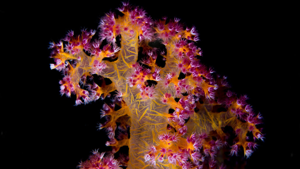 orange and pink soft coral