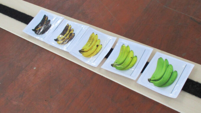 pictures of bananas arranged in a row from brown to yellow to green