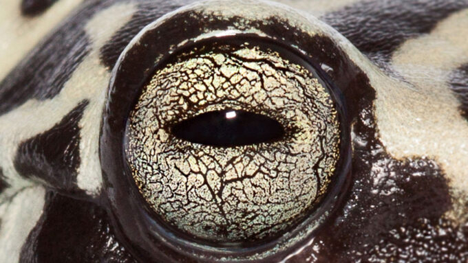 Hyloscirtus tigrinus frog eye up close
