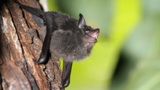 a greater sac-winged bat pup clings to a tree and vocalizes