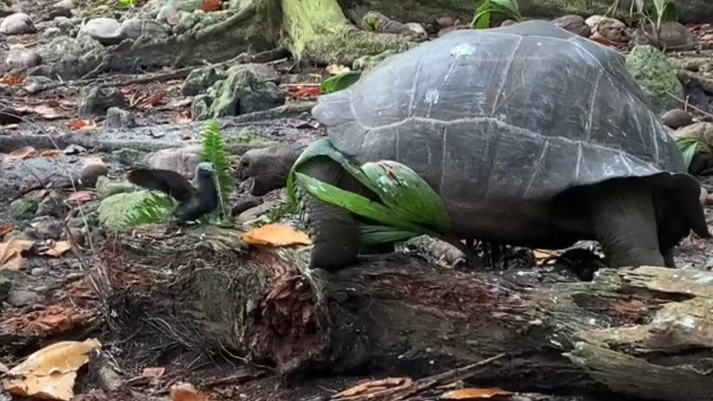 giant tortoise lunging toward a bird on a log