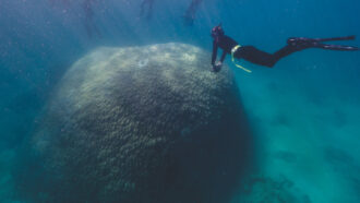a scientist in snorkeling gear swims over the large Muga dhambi coral