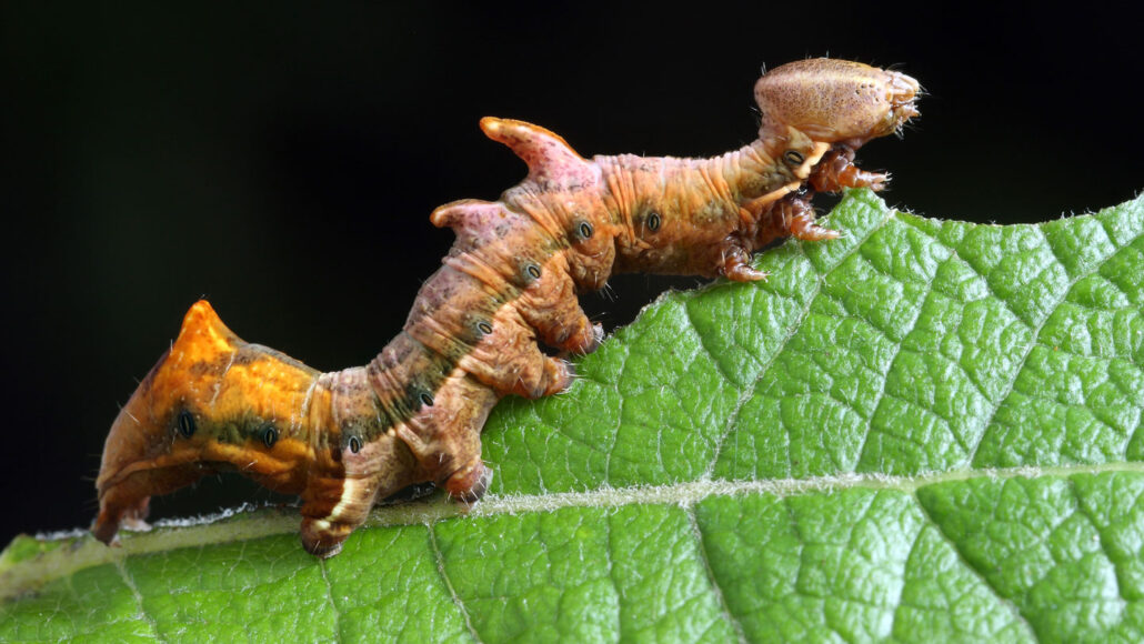 oranje rups die een blad eet