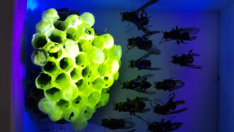 Fluorescent nest of an Asian paper wasp