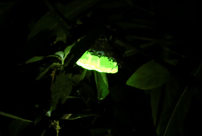 A paper wasp nest in Vietnam glows at night