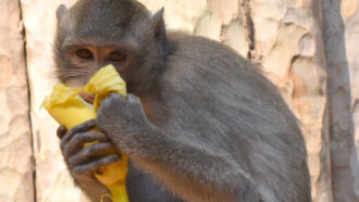 A monkey munches on a banana