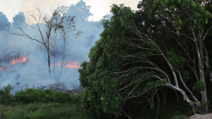 flames and smoke billow from trees in the Amazon