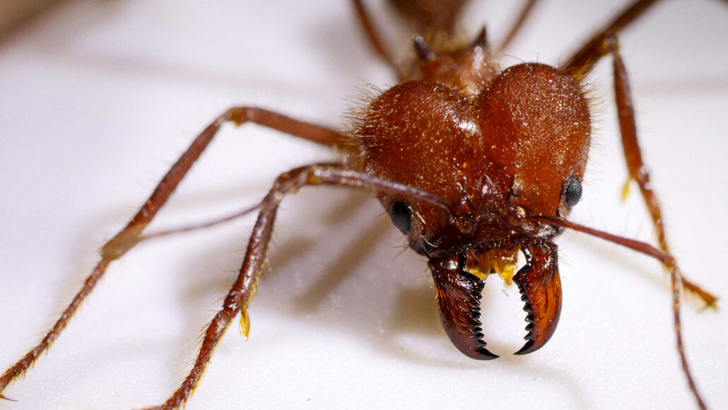 una formica tagliafoglie, con mandibole affilate visibili