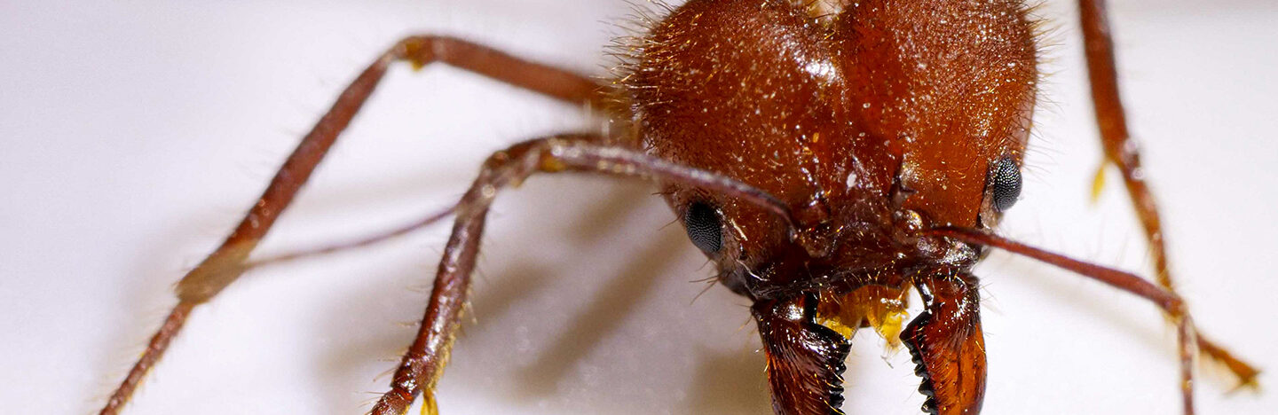 a leaf-cutting ant, with sharp mandibles visible
