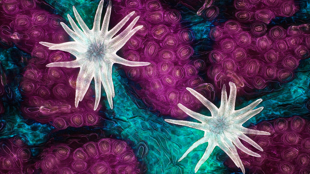 A closeup of a southern live oak leaf, shown at 60 times magnification, with the leaf's trichomes in white, vessels in cyan and stomata in purple