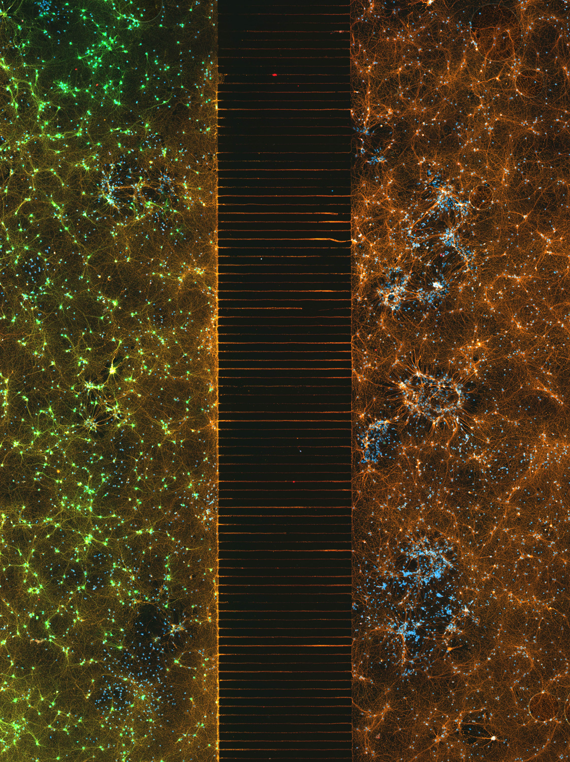 close-up of 300,000 nerve cells stained to fluoresce green or orange , with nuclei in blue