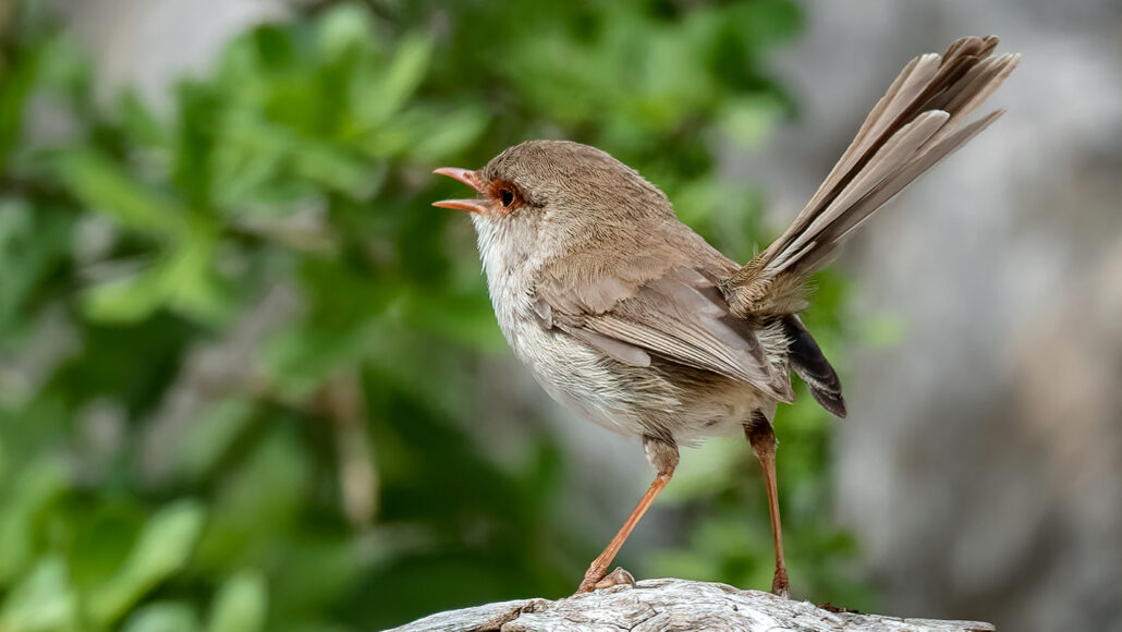 a brown bird perches on a branch and sings