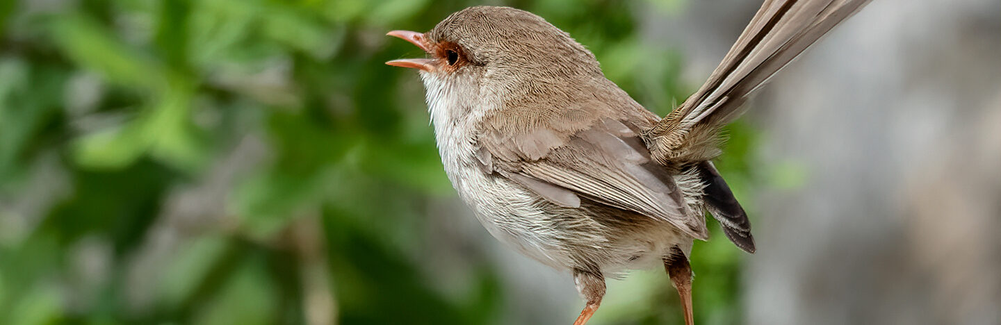 a brown bird perches on a branch and sings