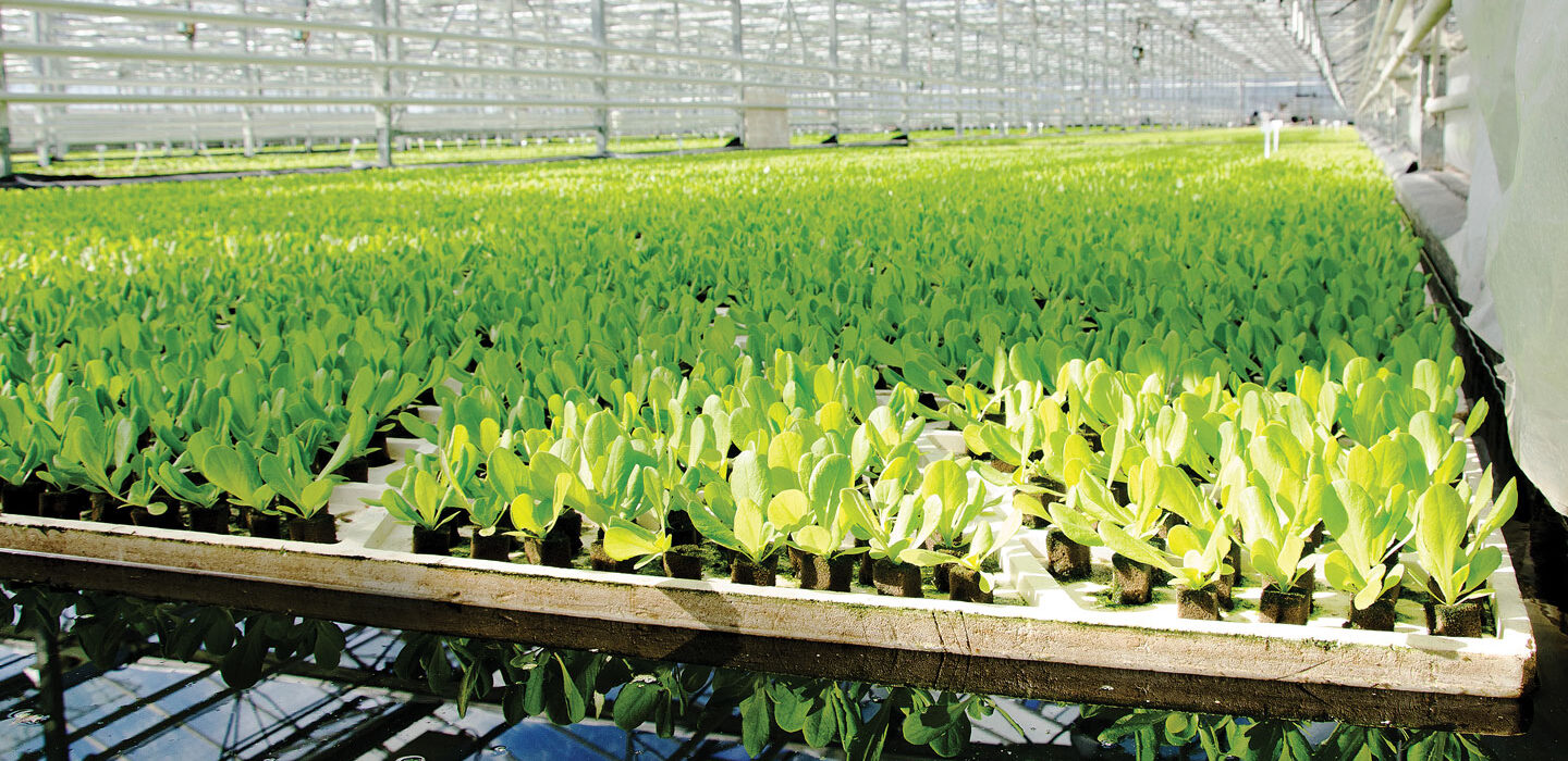 plants in boxes in a large greenhouse