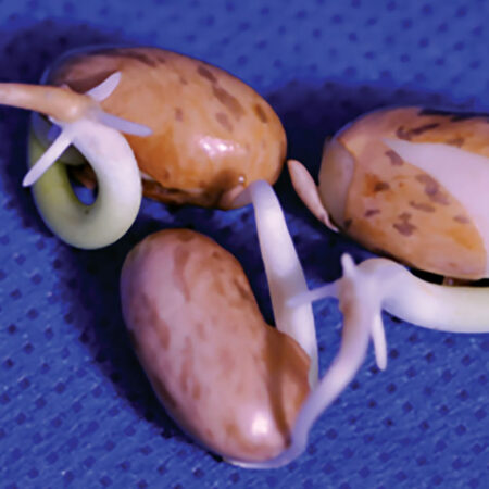 images of seedlings treated with plasma for 15 minutes