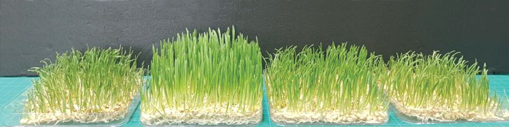 four patches of barley grass treated with different levels of plasma