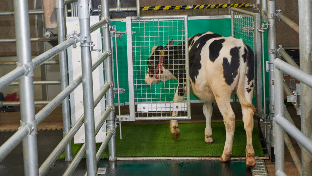 een koe komt een badkamerstal binnen