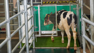 a cow enters a bathroom stall