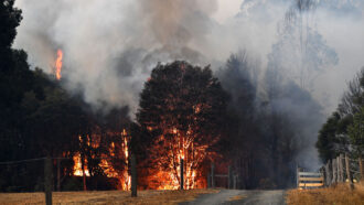 smoke billow from burning trees