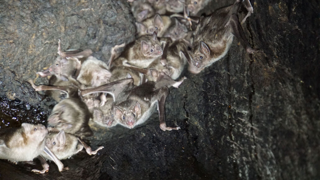 three common vampire bats roosting in a cave