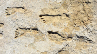 rock with fossilized human footprints