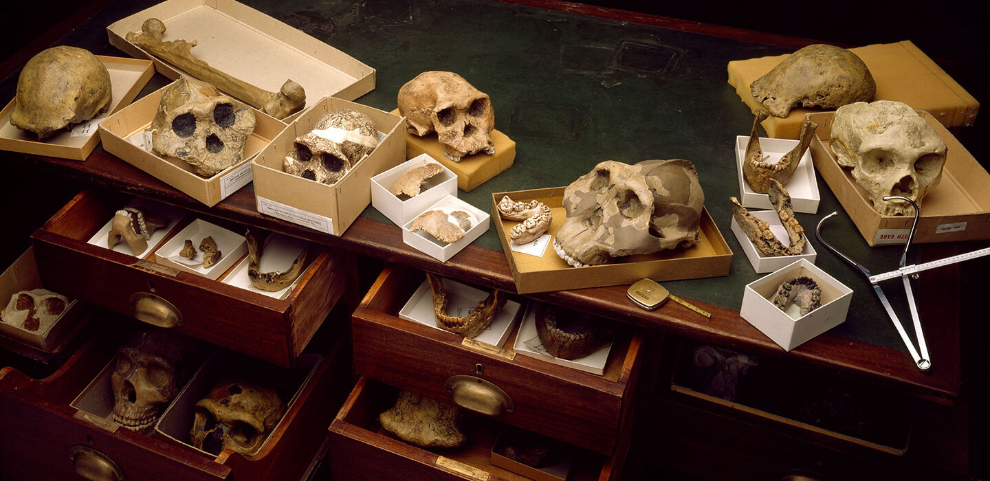 skulls and other fossils in drawers