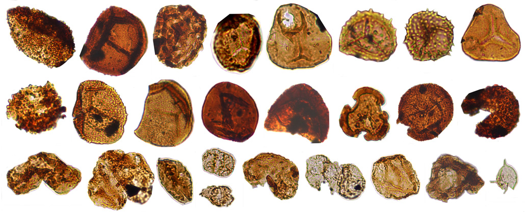 three rows of ancient pollen spores