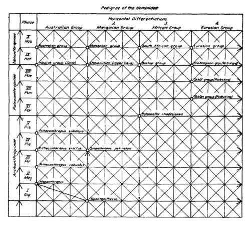 Weidenreich trellis diagram historic