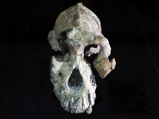 Australopithecus anamensis skull