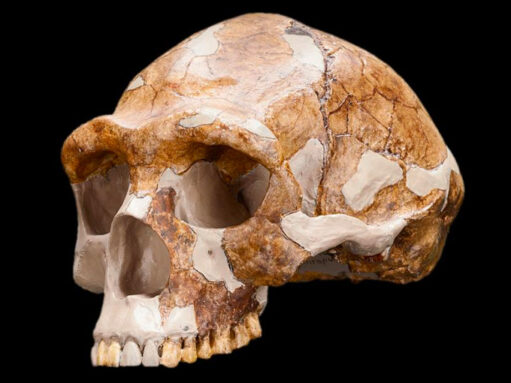 homo erectus skull