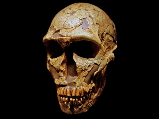 Neandertal skull