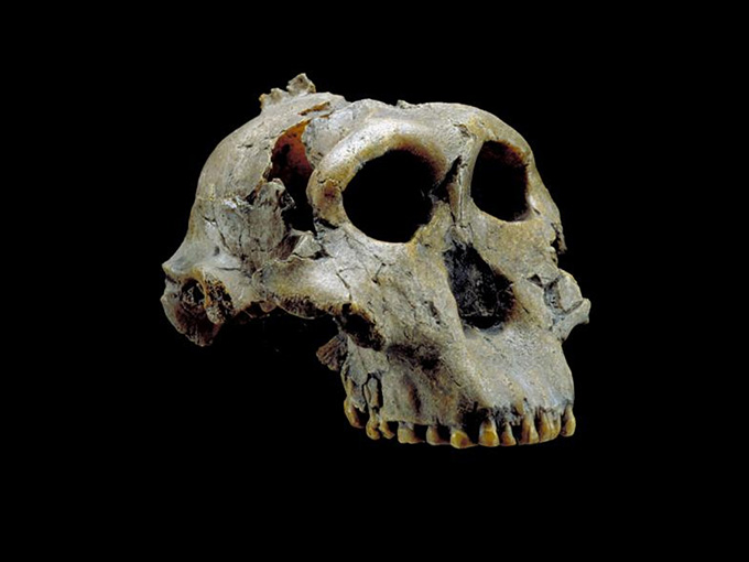 paranthropus boisei skull